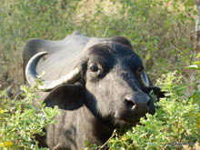 Buffle - Ranakpur - Inde